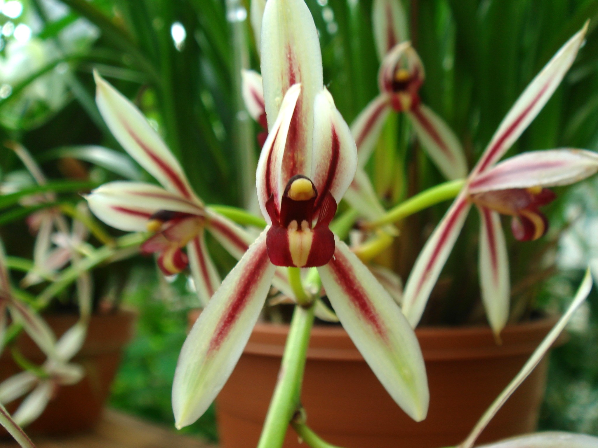 Cymbidium Dayanum Reichenbach F.